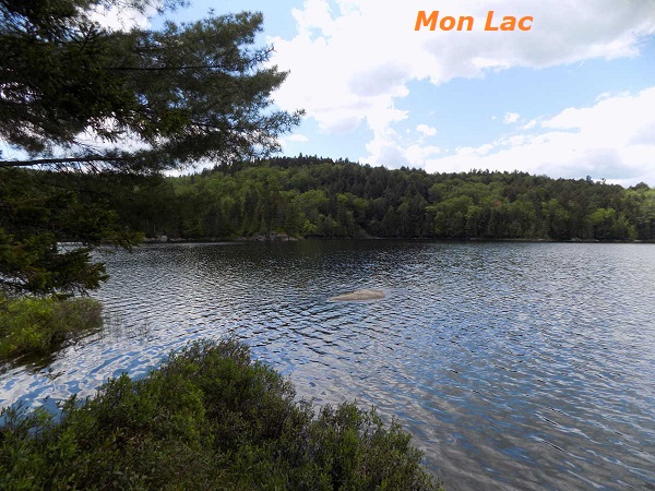 Myriophyllum spicatum or Eurasian Milfoil