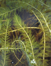 myriophylle a epis