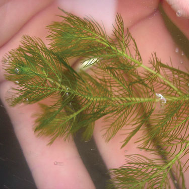 myriophylle a epis