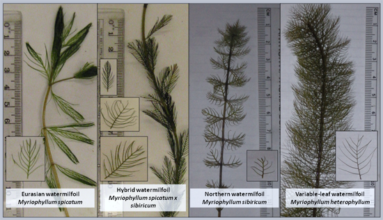 myriophylle a epis